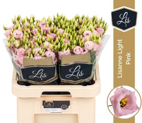 Eustoma russellianum gevuldbloemig Lisanne Light Pink