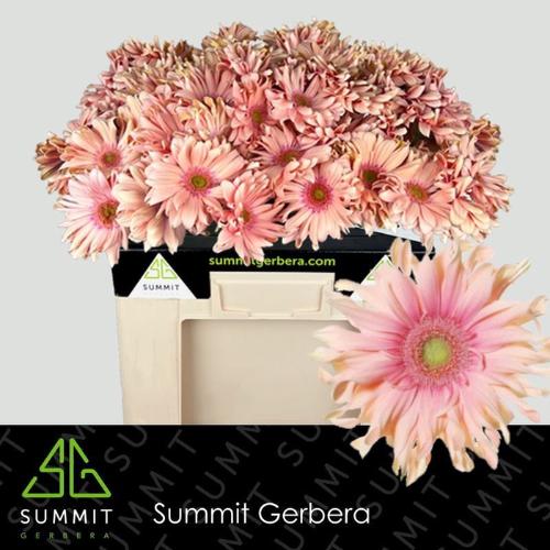 Gerbera grootbloemig 'Pasta Rosata'