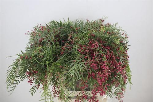 Snijbloemen overig