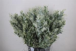 Acacia baileyana bloeiend per bos 'Purpurea'Dealbata Grp