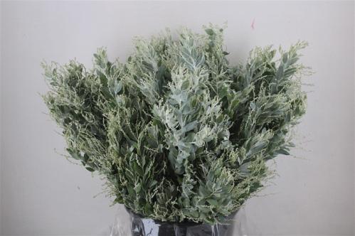 Acacia baileyana bloeiend per bos 'Purpurea'Dealbata Grp