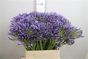 Agapanthus 'Blue Giant'