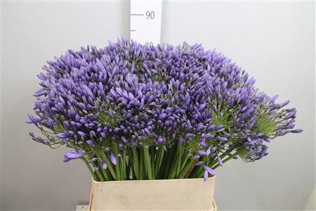 Agapanthus 'Blue Giant'