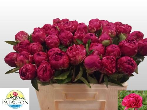 Paeonia Lactiflora Grp 'Paul M. Wild'
