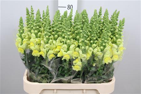 Antirrhinum majus 'Opus Yellow'