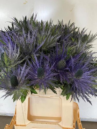 Eryngium alpinum 'Don Stone'