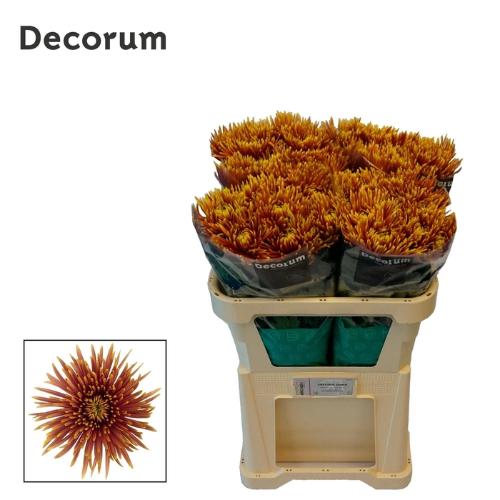 Chrysanthemum (Indicum Grp) geplozen Saffina Dark
