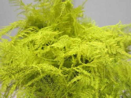Asparagus overig kleurbehandeld H%