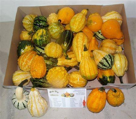 Cucurbita pepo Maya Mix