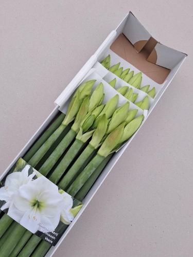 Hippeastrum (Galaxy Grp) 'Albarino'