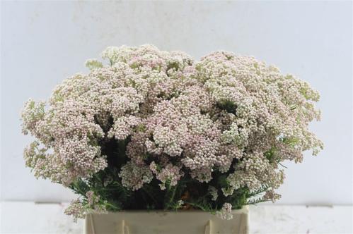 Ozothamnus 'Cooks Tall Pink'