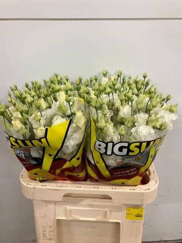 Eustoma russellianum gevuldbloemig overig