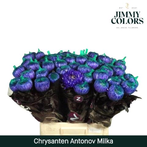 Chrysanthemum (Indicum Grp) geplozen Antonov kleurbehandeld H%