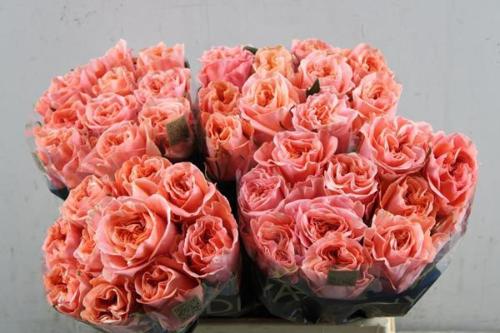 Rosa grootbloemig Blushing Reeva