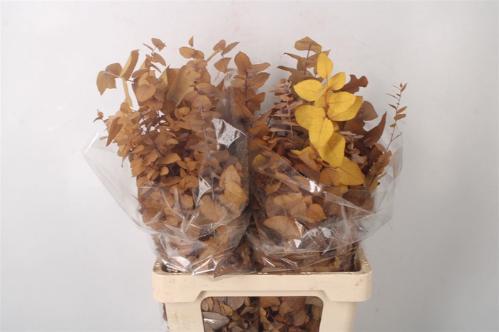 Eucalyptus polyanthemos (fruit) kleurbehandeld per bos H%