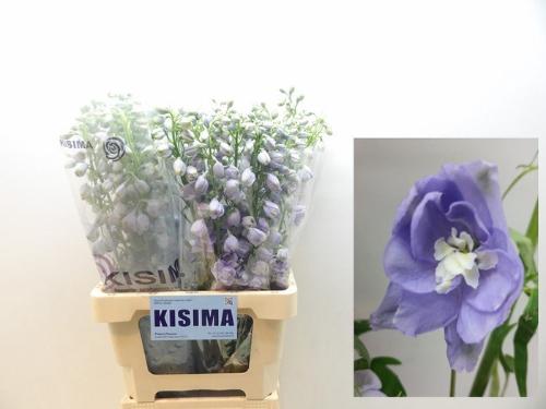 Delphinium Elatum Grp dubbelbloemig Magic Fountains Lavender