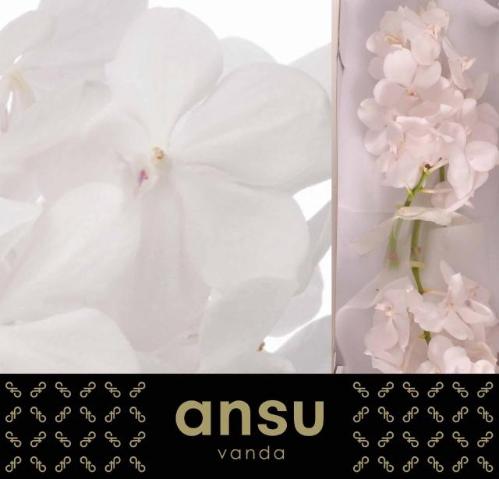 Vanda Tayanee Diamond White