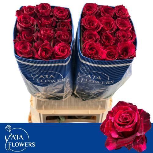 Rosa grootbloemig Red Panther