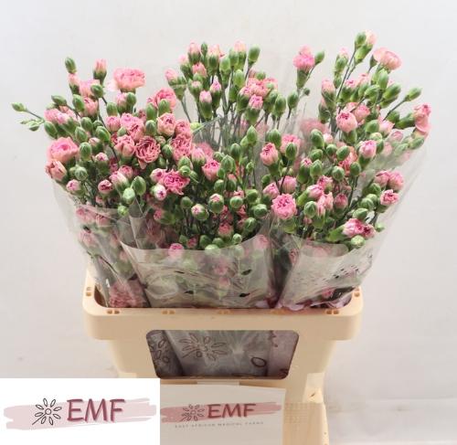 Dianthus tros Mocha Sweet
