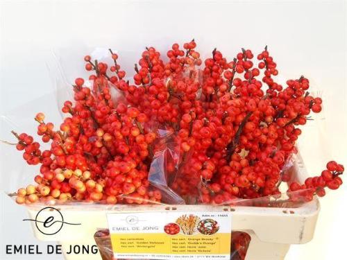 Ilex verticillata Oudijk's Orange