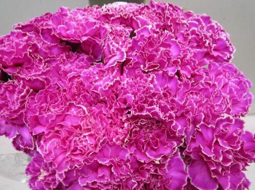 Dianthus standaard kleurbehandeld H%