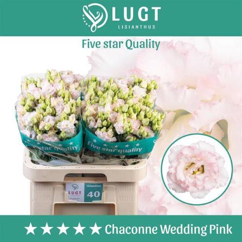 Eustoma russellianum gevuldbloemig 'Chaconne Wedding Pink'
