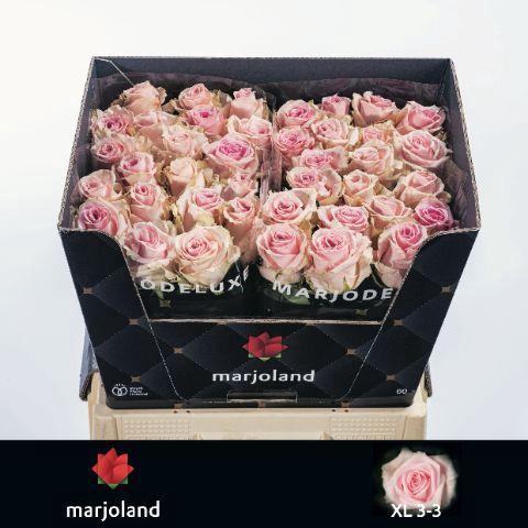 Rosa grootbloemig Sweet Dolomiti