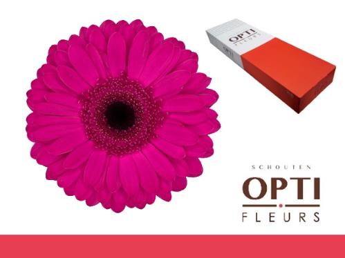 Gerbera grootbloemig Bon Dia