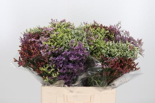 Limonium sinensis Diamond gemengd
