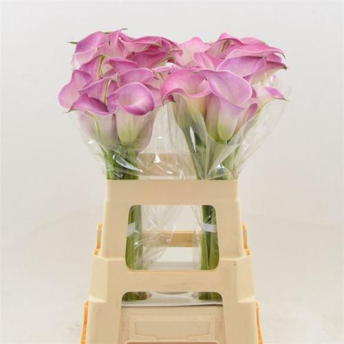 Zantedeschia 'Denver'