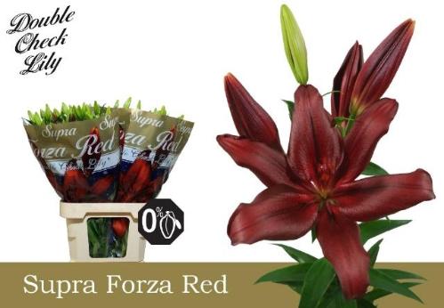 Lilium Longiflorum x Aziatische Grp 'Forza Red'