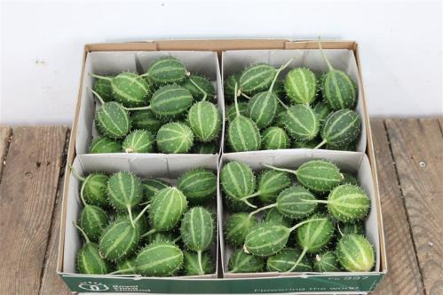 Cucumis hirsutus