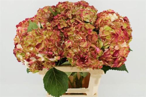 Hydrangea overig