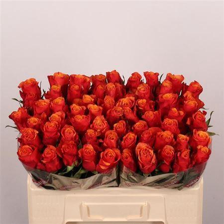 Rosa grootbloemig Espa