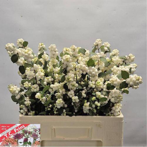 Symphoricarpos Magical Avalanche