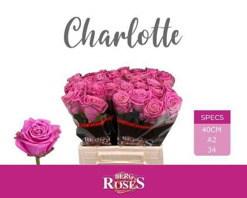 Rosa grootbloemig Tantau’s Charlotte