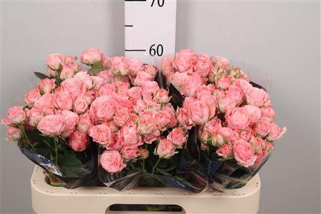 Rosa tros Madam Bombastic