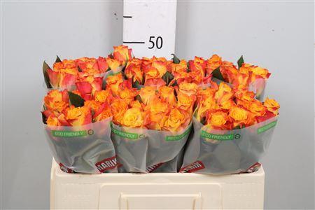 Rosa grootbloemig Marie-Claire!