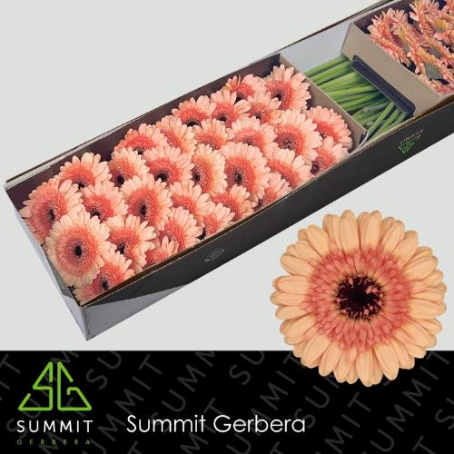 Gerbera mini Oreo