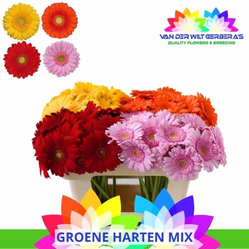 Gerbera mini gemengd