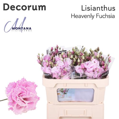 Eustoma russellianum gevuldbloemig overig