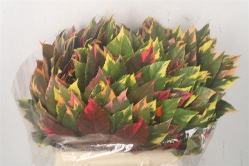 Decoratiegroen kleurbehandeld per bos H%