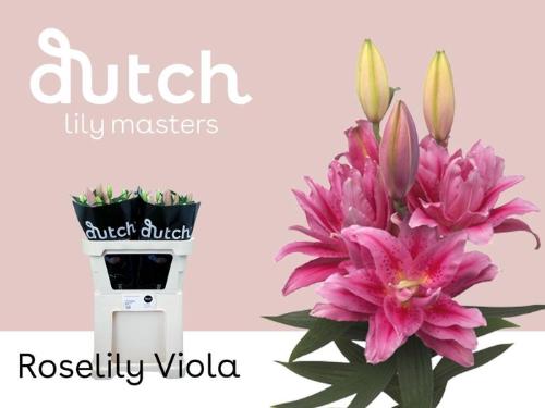Lilium Oriental dubbel Grp Roselily Viola