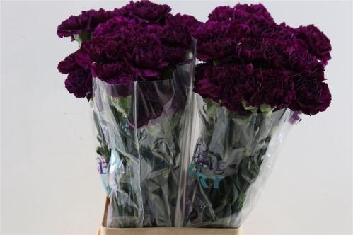 Dianthus standaard Florigene Moontea