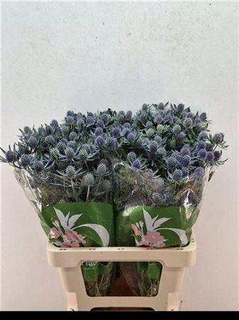 Eryngium planum 'Blue Glitter'