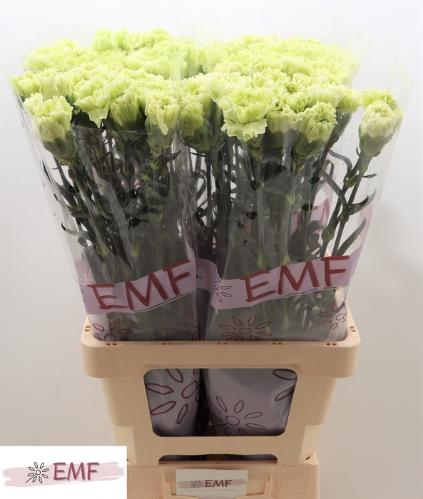 Dianthus standaard Goblin