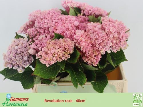 Hydrangea macrophylla Magical Revolution (roze)