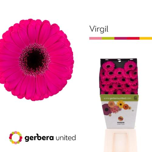 Gerbera mini Virgil+