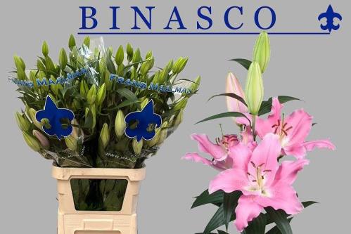 Lilium (Oriental Grp) 'Binasco'