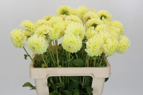 Dahlia (Decorative Grp) 'Banana Baby'